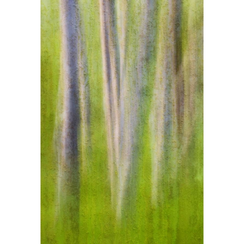USA, Washington State Alder tree abstract